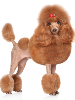 Dog Grooming at Imperial Pet Salon