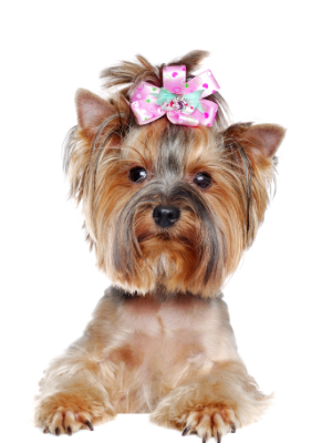 Dog Grooming at Imperial Pet Salon