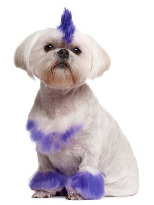 Dog Grooming at Imperial Pet Salon